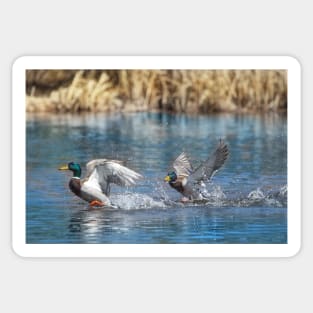 Canadian Ducks Flying on a Pond Sticker